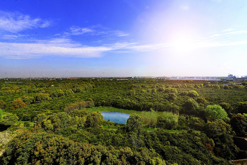 菠菜担保网杉林